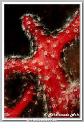 Alcyonum acaule (soft coral). by Ferdinando Meli 